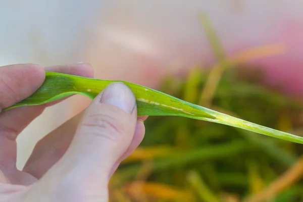 緑のタマネギは害虫のタマネギフライの影響を受け 黄色のタマネギの葉が手に集められます — ストック写真