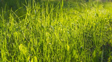 Çayırdaki yeşil çimenler, güneşteki sulu çimenler.