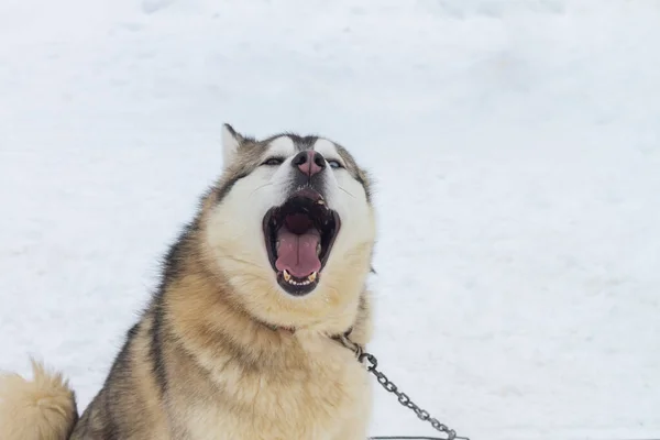 Köpek Esner Havlar Kışın Ağzını Kocaman Açar — Stok fotoğraf