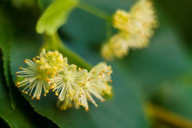 Kireç çiçekleri, kokulu ıhlamur ağacı çiçekleri, makro..