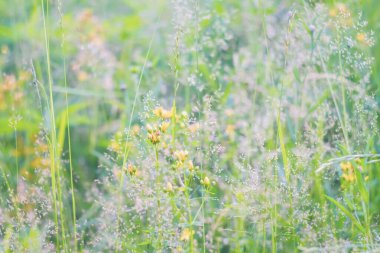 Ormandaki sarı çiçekli St. John otundan..