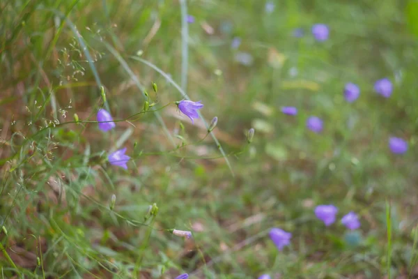 Floresta Flores Lilás Bluebells Uma Clareira Floresta — Fotografia de Stock