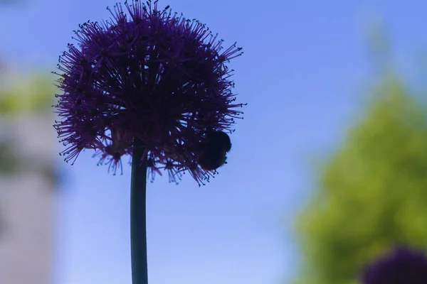 The silhouette of a bumblebee collecting honey on a large onion flower against the blue sky.