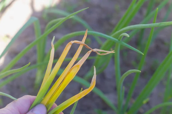 緑のタマネギは害虫のタマネギフライの影響を受け 黄色のタマネギの葉が手に集められます — ストック写真