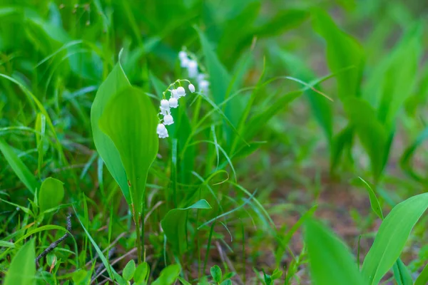 Άρωμα Λευκά Λουλούδια Κρίνα Της Κοιλάδας Ανθίζουν Στο Άγριο Δάσος — Φωτογραφία Αρχείου