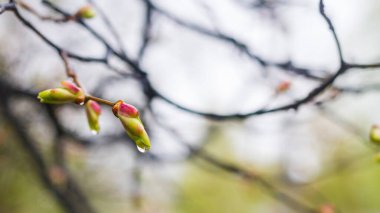 İlkbaharda filizlenen ağaç yapraklarıyla tomurcuklara yağmur damlaları.