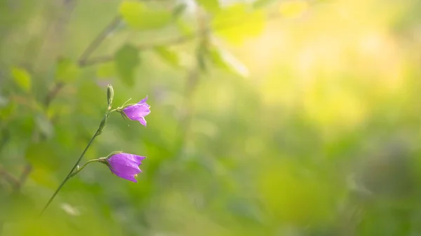 森の中の清掃でライラックの花がブルーベル — ストック写真