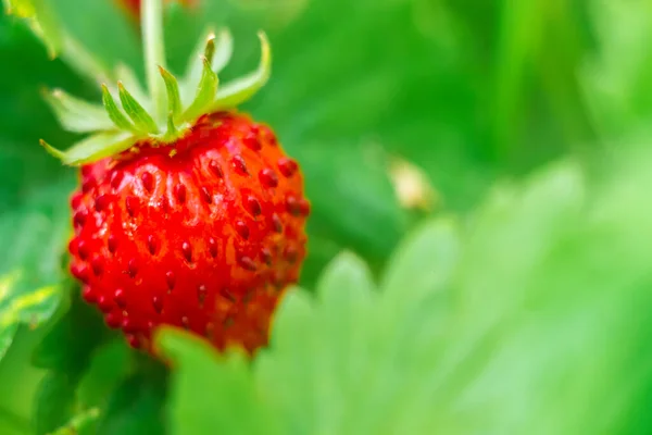 Άγριες Κόκκινες Φράουλες Ωριμάζουν Θάμνο Φράουλας Ανάμεσα Πράσινα Φύλλα Μακροφωτογραφία — Φωτογραφία Αρχείου