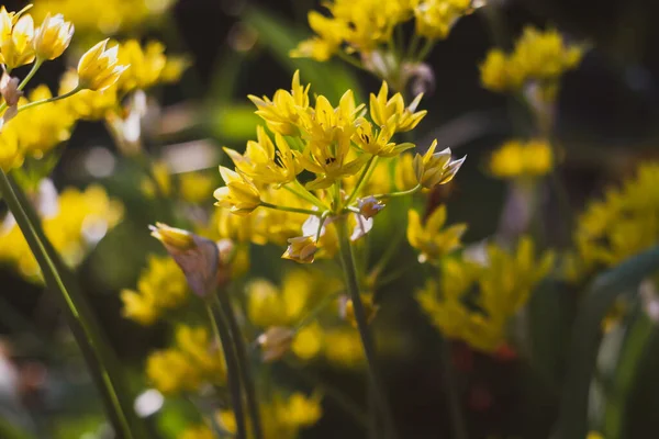 暗緑色の花序に黄色い花を咲かせます — ストック写真