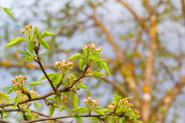 Frühlingsgarten Abend Birnenknospen Einem Baum Garten — Stockfoto