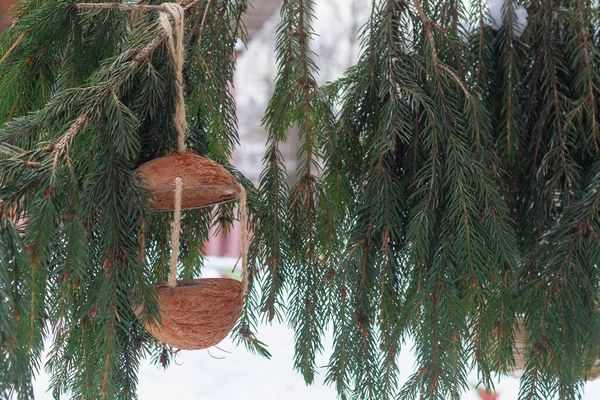 Comedero Decorativo Para Pájaros Hecho Cáscara Coco Colgada Árbol Invierno —  Fotos de Stock