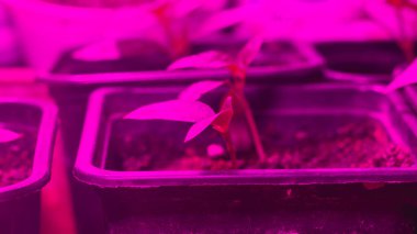 Büyüyen tohumlar, bitkilerin büyümesini hızlandırmak için kırmızı filtolampla ek aydınlatma.