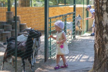 Çocuklar hayvanat bahçesinde ya da çitin arkasındaki bir çiftlikte evcil keçilere havuç yediriyorlar..