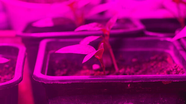 Растущие саженцы, дополнительное освещение красным фитолампом для ускорения роста растений.