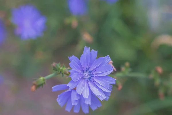 Blaue Azurblaue Himmelblaue Blüten Der Wilden Kaffee Chicorée Pflanze Blühen — Stockfoto