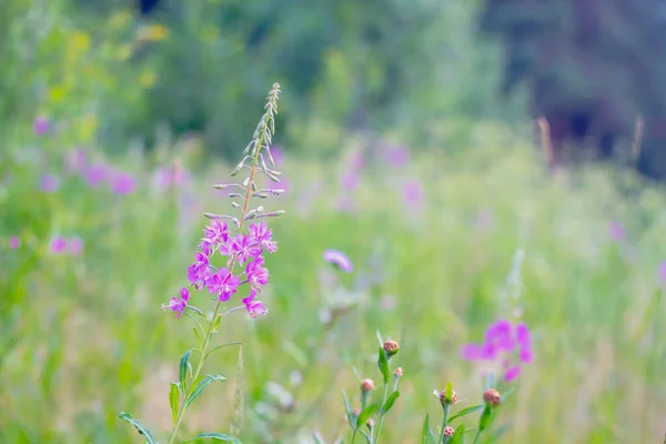 Heilpflanze Weidenkraut Blüht Sommer Mit Violetten Blüten Auf Einer Wiese — Stockfoto