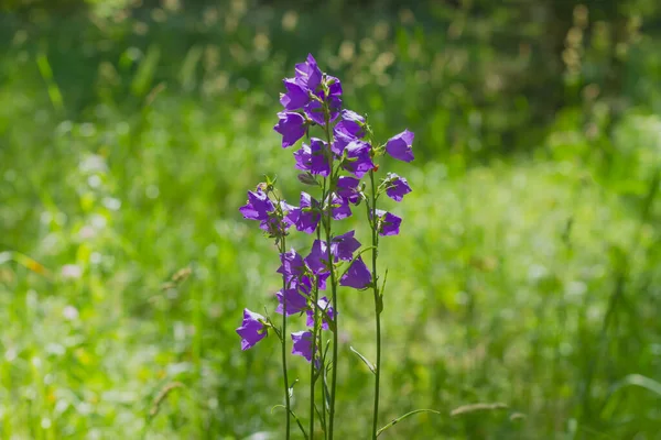 Fliederglockenblumen Auf Einer Waldlichtung Blühen Sommer — Stockfoto