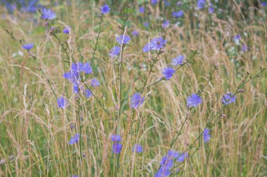 Mavi, gök mavisi, gökyüzü mavisi yabani kahve hindiba çiçekleri çayırda çiçek açar..