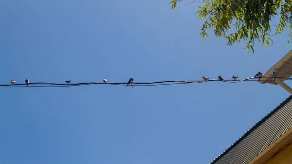 Una Bandada Golondrinas Sienta Sobre Cable Eléctrico Contra Cielo Verano —  Fotos de Stock