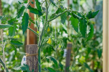 Seradaki domates bitkileri sütunlara bağlanır ve çiçek açar..