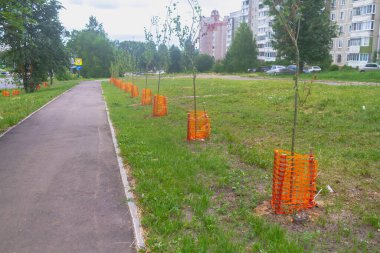 Yol boyunca genç ağaçlar dikilir ve çitlerle çevrili olur..