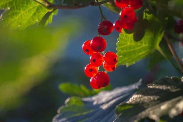 Ribes Rosso Maturato Ramo Albero Ribes Bacche Sole Abbagliamento — Foto Stock