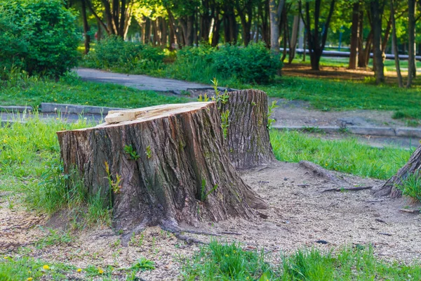 Stubbe Från Ett Stort Träd Parken Som Hugger Ner Träd — Stockfoto