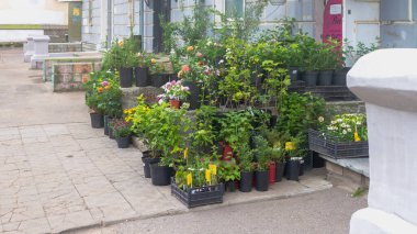 Rusya Kostroma 07 02 2021 Çiçek dükkanı Şehir caddesinde saksılarda bahçe bitkileri.