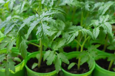 Baharda saksılarda domates fideleri yetiştiriyorum. Pencere kenarında, yazın seraya nakil için..