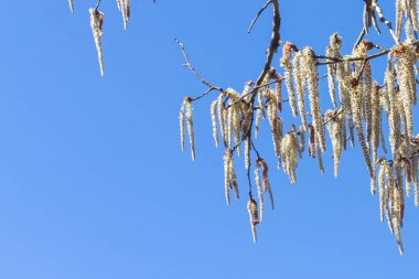 Parlak mavi gökyüzü güneşli bir günde baharda açan kızılağaç..