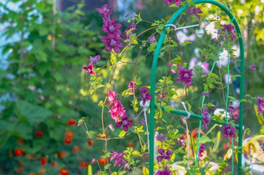 Yazın destek kıvrımında mor klematis çiçekleri.