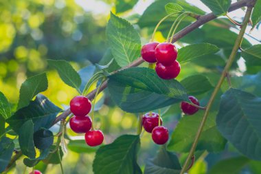 Kiraz ağacının dalında kırmızı kiraz olgunlaşmış, gün ışığında meyveler parlıyor..