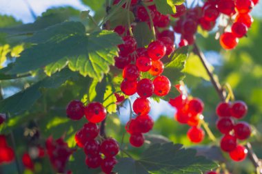 Kırmızı frenk üzümü üzümü üzümü üzümü üzümlü bir bahçede yazın üzümlü bir çalıda baharatlanır..