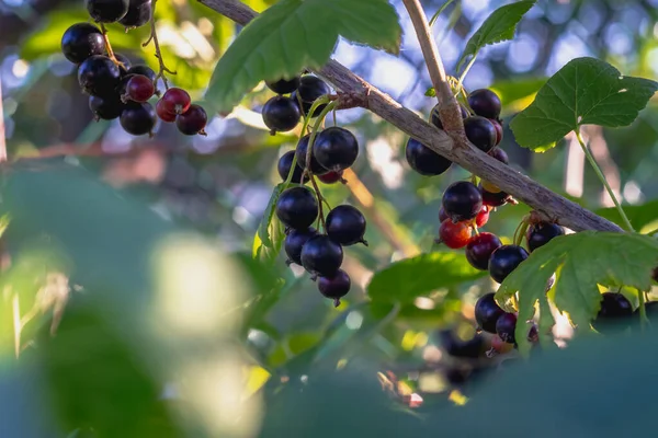 Las bayas negras de la grosella negra son condimentadas en el arbusto de la grosella en verano en el jardín de bayas — Foto de Stock