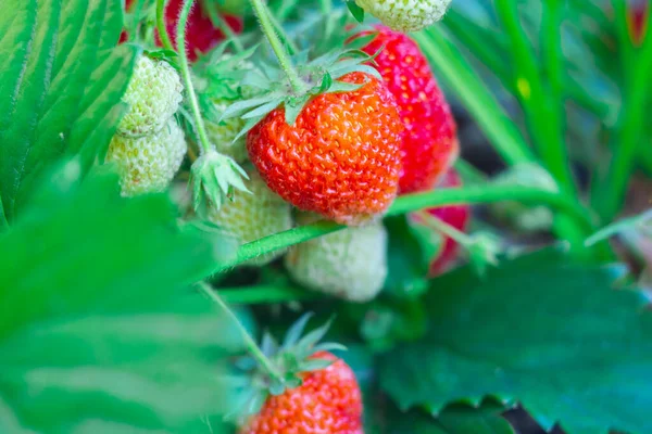 Μούρα από μεγάλες φράουλες καρυκεύονται στο φυτό φράουλα στον κήπο, πολλές κόκκινες ώριμες και πράσινες άγουρες φράουλες στον κήπο — Φωτογραφία Αρχείου