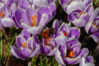 Bahar bahçesinin parlak mor renkleri ilkbaharın başlarında çiçek açar..