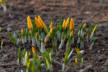 Bahar bahçesinin parlak sarı renkleri, turuncu renkler ilkbaharın başlarında çiçek açar..
