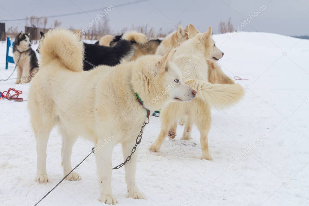 Husky dogs are tied on leashes in winter waiting for a trip in the snow on.