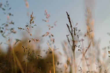 Beige spikelets of grass in summer are illuminated by sunlight in a meadow in nature.