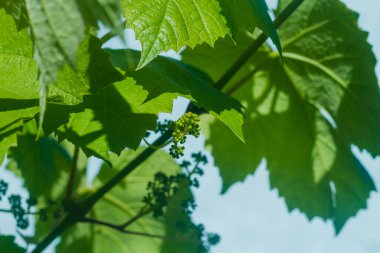 Çiçek açmadan önce yeşil bir filizde üzüm tomurcukları.