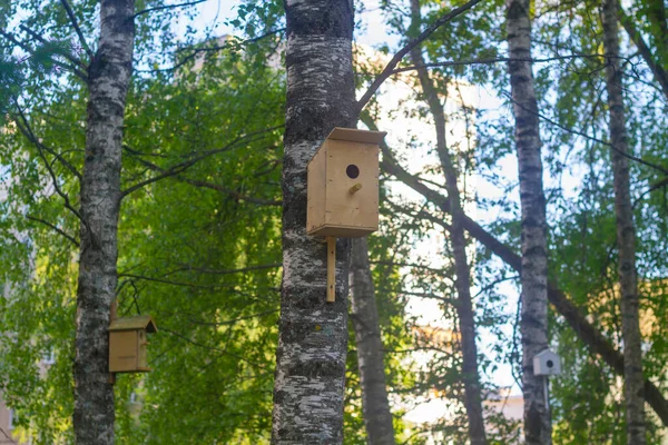 Casas Aves Para Aves Árboles Hechas Por Niños Cuidadores Protección — Foto de Stock