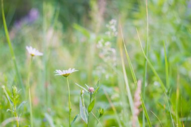 Yazın ormanın yakınındaki bir düzlükte beyaz papatyalar açar..