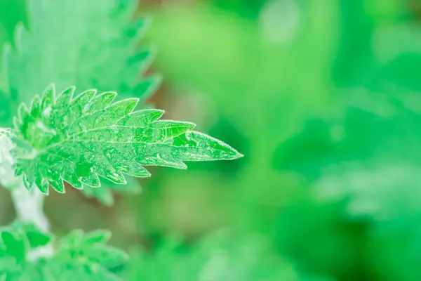 Una Hoja Bálsamo Limón Fragante Menta Sobre Fondo Indistinto Follaje —  Fotos de Stock