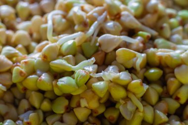 Filizlenmiş yeşil karabuğday filizli makro fotoğraf ve sağlıklı beslenme için kökler.