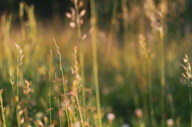 Beige spikelets of grass in summer are illuminated by sunlight in a meadow in nature.