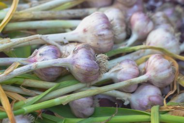 Büyük sarımsak hasadı yazın bahçeden hasat edildikten sonra kurur..