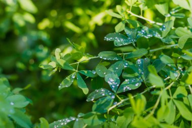 Yağmur damlalarındaki bir çalılığın yeşil yaprakları ya da bir yaz günü çiğ taneleri.