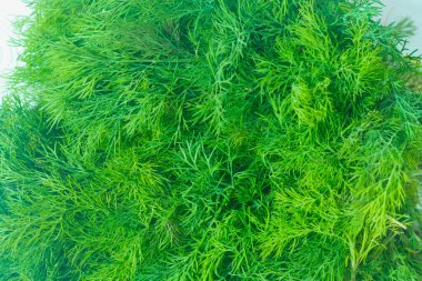 Büyük bir demet yeşil dereotu beyaz ahşap bir masa üzerinde, taze aromatik otlar hasat için dereotu.