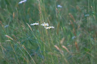 Yazın ormanın yakınındaki bir düzlükte beyaz papatyalar açar..