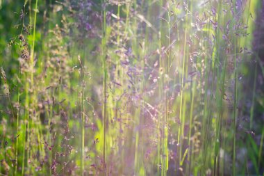 Beige spikelets of grass in summer are illuminated by sunlight in a meadow in nature.